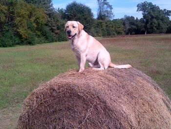 10-21-13   "Blaze" likes to sit on top of hay bales and watch the other Elliott Labs run and romp.
