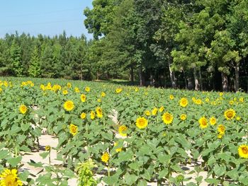 Sunflowers have become a summer tradition at the Diamond E Farm. They are a reminder that fall and the big opening day dove hunt are getting closer.
