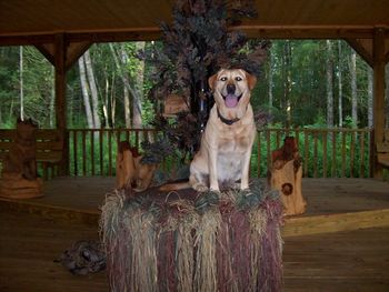 Roxy patiently waits on her "swamp stand" during a devotion at a kid's camp.
