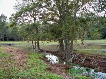 This is a view of the "Tobacco Barn Pond" from the north side.
