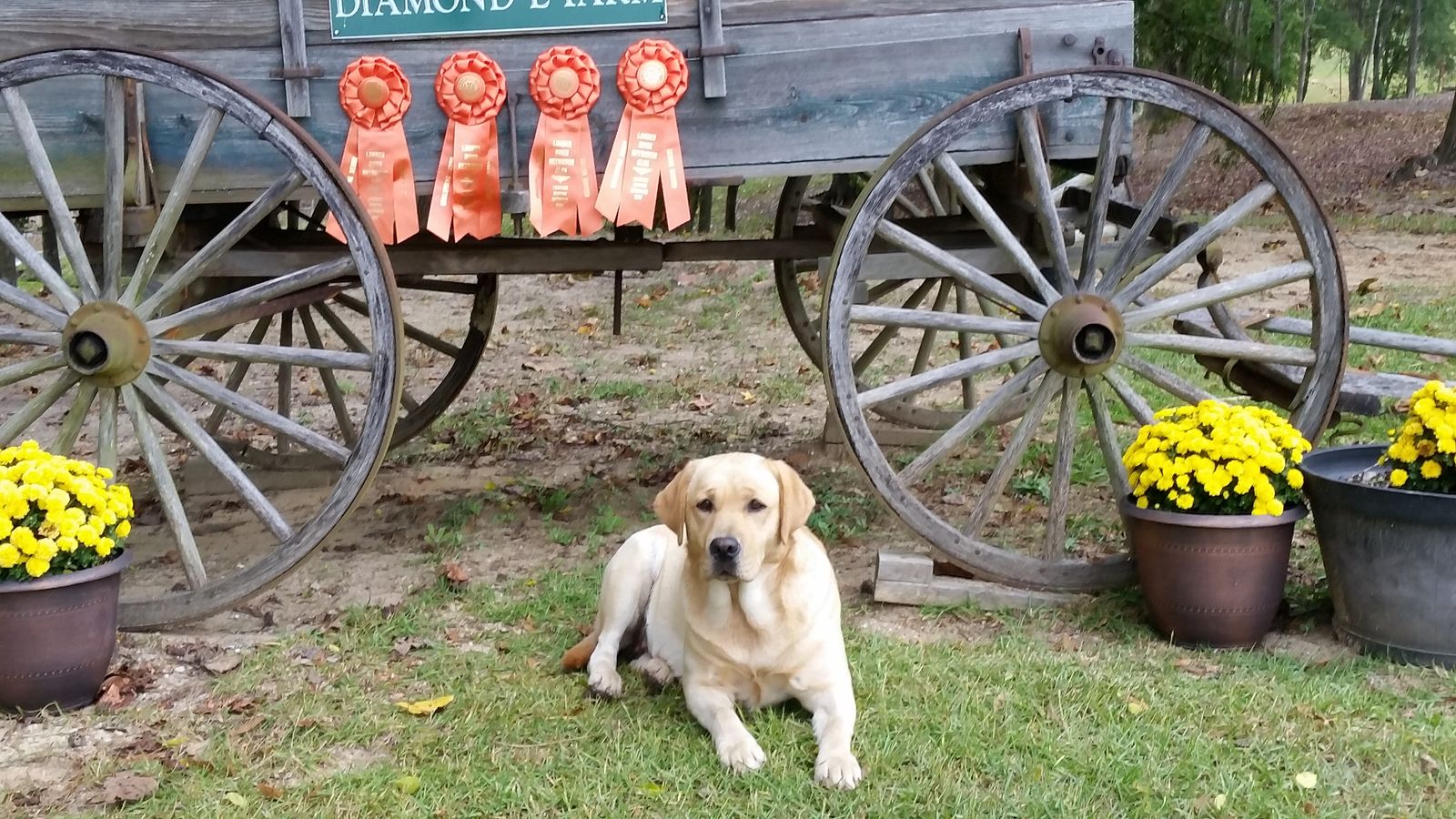 ELLIOTT LABRADORS PHOTOS