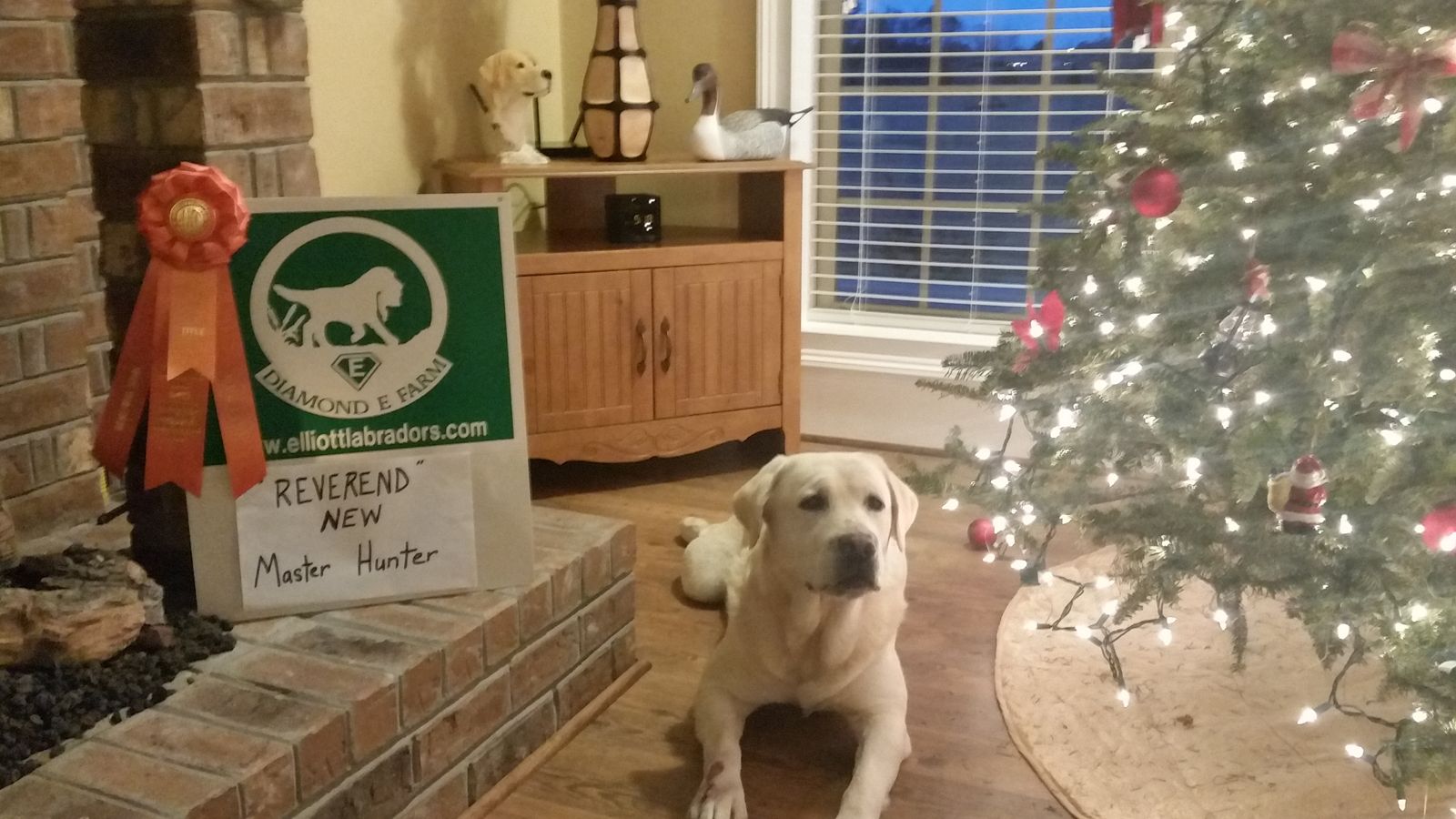 ELLIOTT LABRADORS PHOTOS