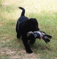 "Look what I got" Gunner is very proud of his pidgeon. He is owned by Armbrook Labs.

