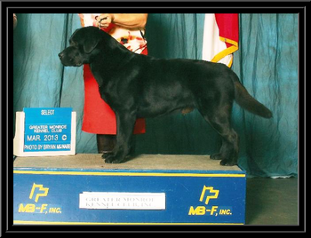Popway’s Never Say Never ~Jeter~ – Greater Monroe Kennel Club – 3/2013 Award "Select Dog"
