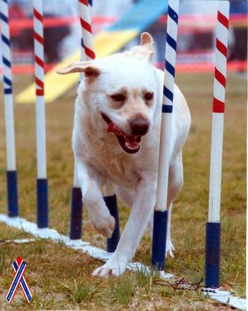 Bailey is owned & loved by Jack & Rita Powell & handled by Rita. She is shown completing her Agility Excellent title!
