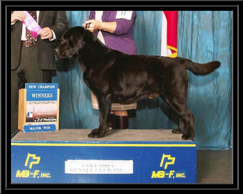 Popway’s Never Say Never ~Jeter~ – Greater Monroe Kennel Club – 3/2013 A NEW CHAMPION!
