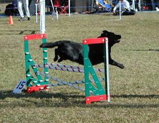 Allegheny's Blue Ridge NAP SH "Blue" of Armbrook Labs clears the last jump!
