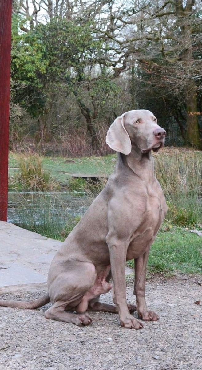 Weimaraner cheap stud dogs