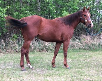 ALG FEATURE MOVES   "MOVES" is SOLD!!!  2018 Chestnut Filly sired by Little Lenaroo, and out of GS Feature Brooke (Heza Fast Dash, Feature Mr. Jess).  CBHI, VGBRA, Superstakes.  Many Thanks to Emma Atkinson of Pristine Performance Horses for her purchase of "Moves".

