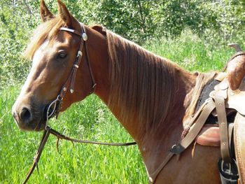 Jocko Betaberk is sold! 2007 Sorrel Gelding. Rocket Bar and Barry Swift on his papers. This gelding already stands about 15.2, and should mature to about 15.3+ HH. Racier build. He is started and riding well. He has a soft mouth, lopes his leads, trailers well, ties, clips, stands good for the farrier - no quirks that we`d found yet... CONGRATULATIONS TO JAMIE ROWORTH ON THE PURCHASE OF "JOCK"!
