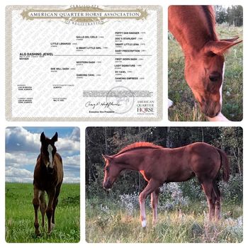 ALG Dashing Jewel "Jewel".  2020 Chestnut filly that has been a family favorite since she was born here.  Eligible incentives include Superstakes, CBHI, Western Fortunes, The Breeders Elite and VBGRA.  $12,000
