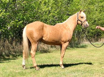 ALG CASHFLO  "Moolah" is SOLD!!!  2018 Dark Palamino Colt sired by Perks French Cash (Frenchmans Guy, Dash For Perks), and out of HA Sweet N Low (I'm Chairman, Grays Starlight, High Brow Hickory).  CBHI, Superstakes, Western Fortunes, Future Fortunes. This colt has had 30 days with Mark Nugent in the fall of 2020.  Nice, nice colt! SOLD and stayiing here - WIN WIN!  Congratst o Brody Groves on his purchase of "Moolah".
