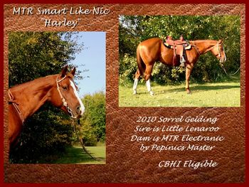 MTR Smart Like Nic IS SOLD!!!  2010 Gelding, sired by Little Lenaroo, and out of a Pepinics Master daughter.  He is a big horse with a lot of presence...a very light mover that doesn't use up a bunch of ground, tons of natural collection, very nice to look at!  He was pasture ridden earlier this spring, roped a few calves off of, worked in a Rusty Quam barrel clinic (April 2014) - all slow work to build a solid foundation on the pattern.  He has now progressed to a slow lope through the pattern - effortlessly.  Video available.  MANY THANKS AND BEST OF LUCK TO CASEY ANN LARSON AND "HARLEY"!
