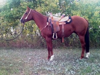 ALG A Streakin Lena is SOLD!!!  2010 Sorrel Filly.  Beautiful!  Lots of appeal and a very nice, light mover.  Has completed training with Dwight Dokken and Mary Reimers.  She is ready for a pattern and has been doing slow work around barrels.  Video available by request.  THANK YOU KAYLA LYNN FOR YOUR PURCHASE!
