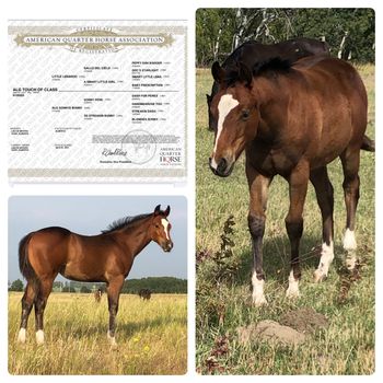 ALG Touch of Class "Georgia"  2021 Bay Filly.  One of the prettiest we've raised, with a proven pedigree to back her up.  Eligible incentives include Superstakes, CBHI, CBHI Mare Incentive, Western Fortunes, The Breeders Elite and VGBRA $10,000

