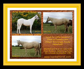 ALG Tuff Lil Roo  IS SOLD!!! 2012 Palomino Gelding with great looks, a proven pedigree, and a nice start to his handling.  He shares the same dam as ALG Major Flit Bar, owned/ridden by Colby Gilbert in 2013...a 1D, rodeo mare, and ridden to the 2014 CCA Finals Championship.  Has had about 30-40 rides with Jesse Rempel in the fall of 2014, and will return to work in the May with Wyatt Hayes.  CBHI Super Stakes...  Eligible to run for BIG $$$ in his futurity and derby years.  MANY THANKS TO LYNETTE BRODOWAY ON HER PURCHSE OF "TUFF"!  BEST OF LUCK!!!
