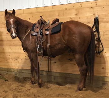 ALG Classy Lil Roo "Finn" is a 2016 Chestnut Gelding.  He is sired by Little Lenaroo, and out of Remedys Twistn Dolly - the only other two of this cross are both 1D horses! This gelding is beautifully put together, and shows the same great athleticism that we've seen in his older siblings.  "Finn" is a finished head horse, with consistent earnings and his first jackpot win in January of 2022 with 170 teams.   On the barrel side, he's running consistent 2D times and not being pushed. This horse is strong and fast in both events.  Eligible Incentives include the CBHI, Superstakes Certificate, VGBRA, Western Fortunes and The Breeders Elite.  $30,000

