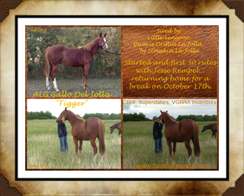 ALG Gallo Del Jolla  IS SOLD!  2012 Gelding that is papered a sorrel, but roaning-out beautifully.   Lots of eye appeal and can run and turn.  We are very pleased with the athleticism that he continues to show.  Kind and sweet gelding,  CBHI Super Stakes...  Eligible to run for BIG $$$ in his futurity and derby years. This gelding is loping a really nice pattern.  He is confident, fast footed, and has the makings of a Champ!   Video available, or watch our Bar Diamond L Facebook page for current updates, photos and videos of "Tigger's" progress. THANK YOU TO JON & KELLEY DRAKE FOR YOUR PURCHASE OF "TIGGER"!!
