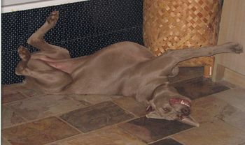 Tiki chilling out on the slate floor - it's so hot!!!
