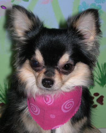 "Emmy" - Long hair Chihuahua September 2008
