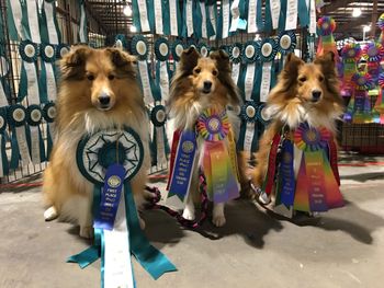 Pinelands Shelties at an Agility Trial
