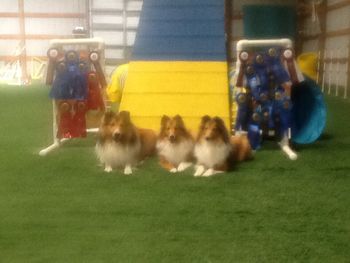 Proud Pinelands Sheltie litter mates after a weekend of agility

