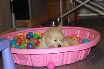 Playing in the ball pool
