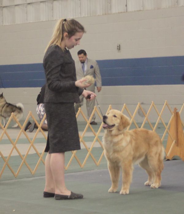 Carter & Lauren at his first show! 6-9 months old Male Puppy
