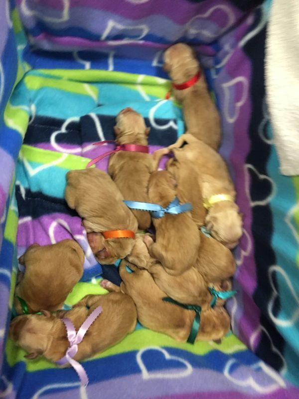 Puppies in the C section box at the vet! Worked like a hot damn! I love it. No more laundry basket for me. I am a convert! 