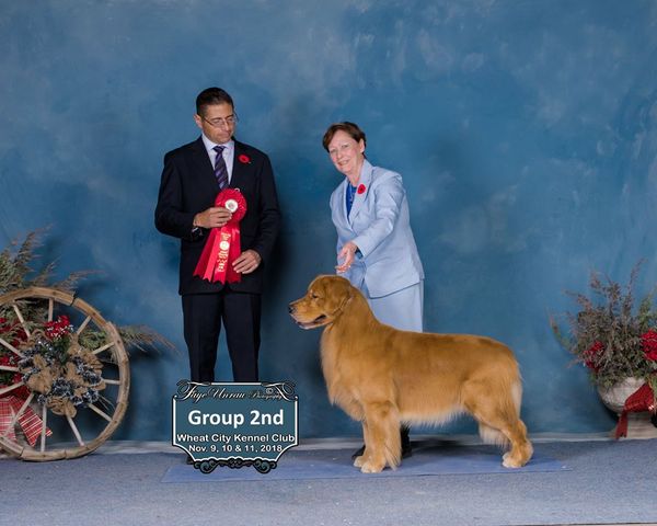 Nov 11, 2018 
Team Arttu takes Best Of Breed and a Group 2 in the Sporting Group today! Presented by Carol O'Callaghan. ( Select Dog Friday and Saturday ) 