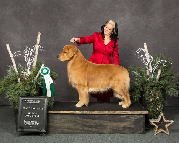  Regina Kennel And Obedience Show 
                  December 2018
 Expertly Shown by Caroylne Cybulsky
 Beautifully Groomed by Deb Wood
 What a Weekend! Best of Breed 3 Times!  
 Best of Opposite Sex 2 Times!
              Way to Go Team Arttu!  