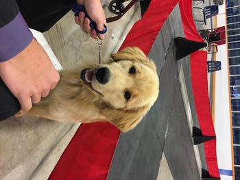 Rebel waiting to go in the ring for Best Puppy In Show
