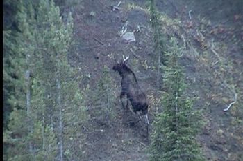 A moose walking straight up the side of a mountain in MT.
