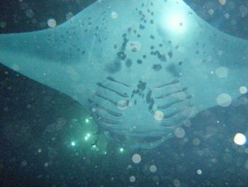 Night swim with the Manta Rays, Big Island
