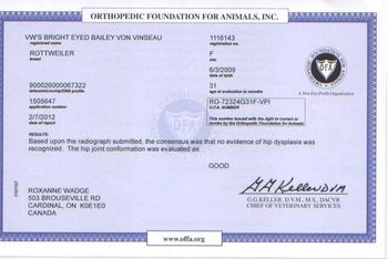 OFA Hip Certificate
