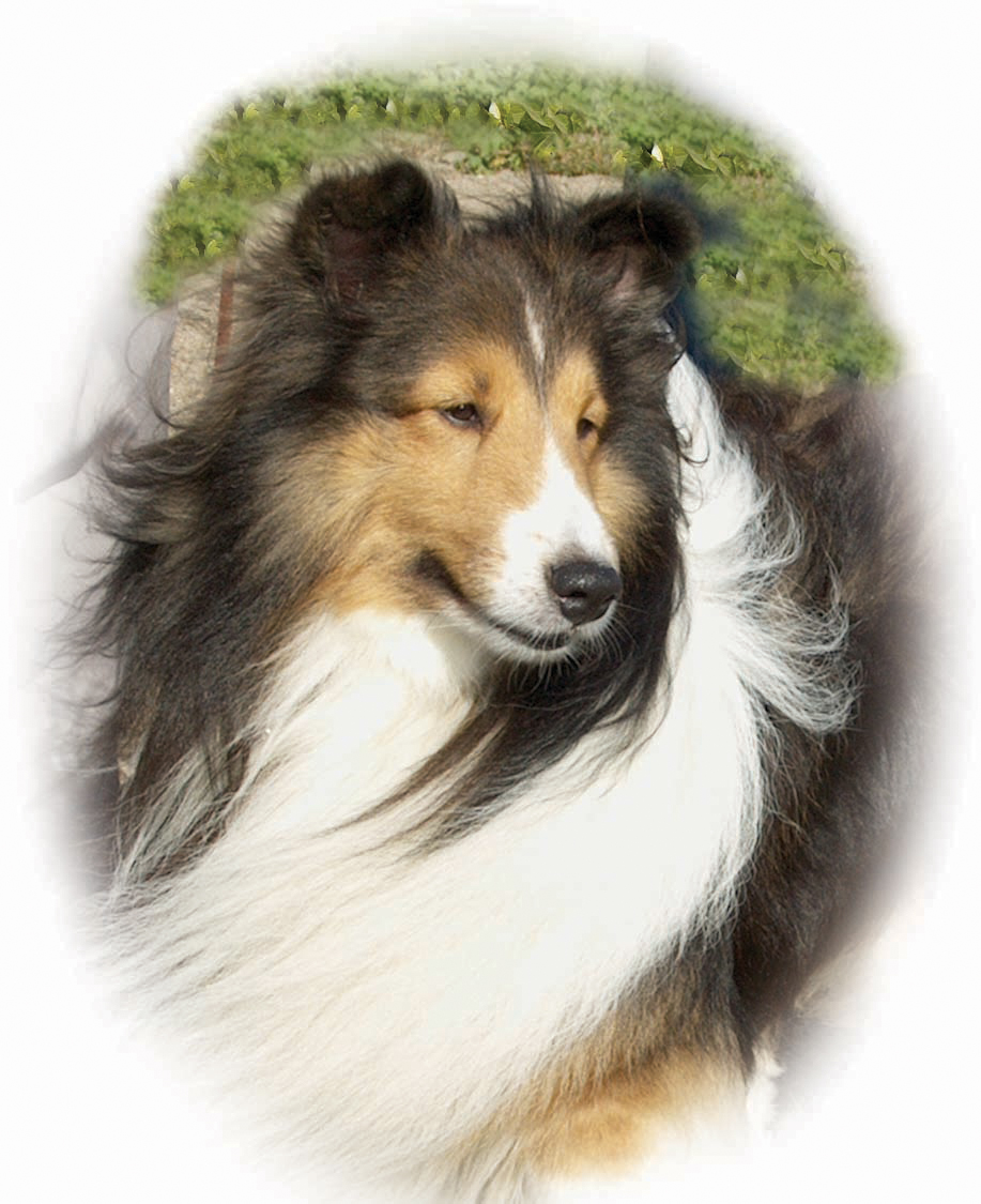 Landstar Shelties - Landstar What's Up Wizard