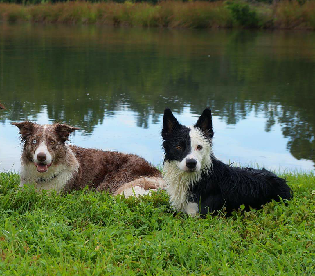 Border Collie Copies Owner and Tries To Break Ice on Lake in Adorable Clip