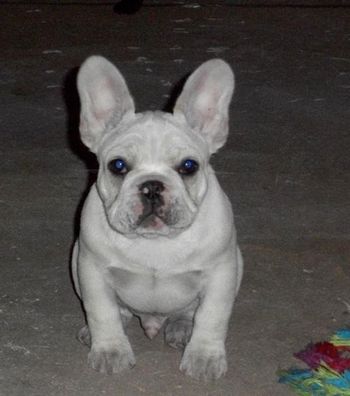 These are pictures of puppies from previous years.  Otis 12 wks
