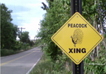 Peacock Crossing Sign