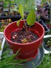 Echinacea Start in Clay Pot