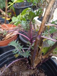 Russian Kale Plant