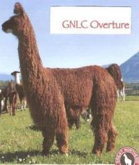 GNLC Overature ***SOLD***
  
 Female
DOB: 5/03/07
Sire: WSL Infa Red
Dam: PME Crazy for Cranberries