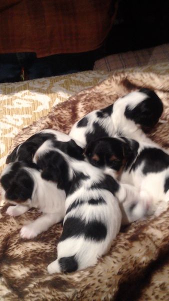 2 GIRLS & 3 BOYS AT 1 DAY OLD. ALL HAVE BEEN ADOPTED!
