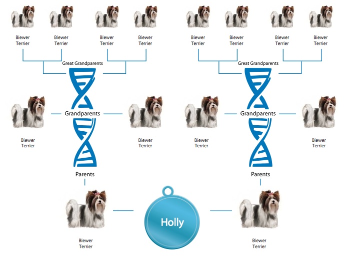 wisdom panel purebred