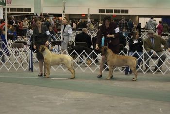 Detroit Kennel Club 03/2011, Dallas shown by Kristen Wetzel makes the cut in an extremely nice lineup.
