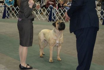Detoit Kennel Club 03/2011, Dallas greeting the Judge on the down and back.
