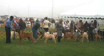 09/28/08 Monroe Kennel Club. Dallas gets first Major (3 points) by winning the BBE Class and Best of Winners.
