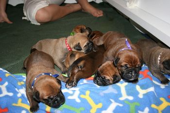 The whole GridIron Gang of puppies.
