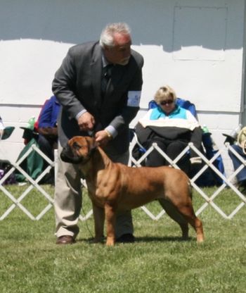 05/09/10 Bucyrus, OH. Stoli wins Breed and Shows in Group. Shown by handler Tim Zeitz.
