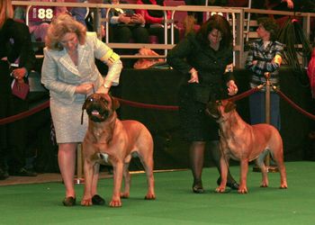 Best of Breed and "Stoli" Best of Opposite
